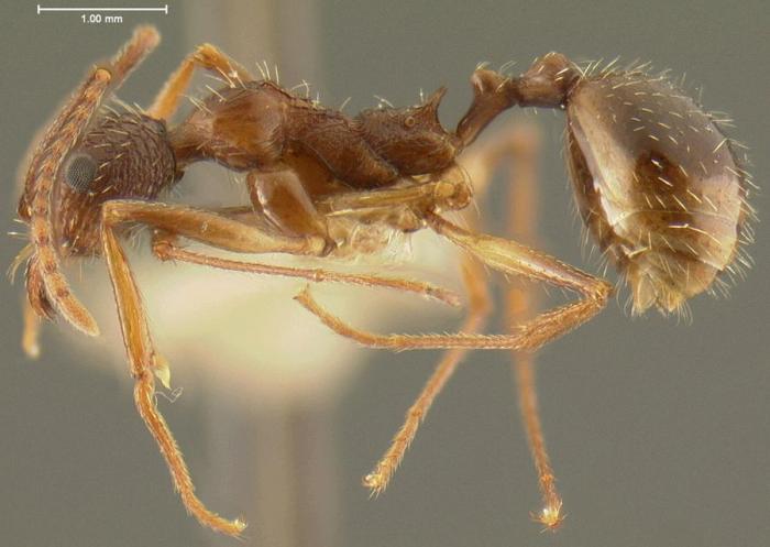 Aphaenogaster exasperata